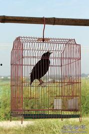 笼中之鸟,探寻心灵与现实的交织