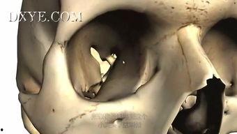 弗兰肯斯坦：解剖课,解剖课——探索科学怪人的诞生与启示